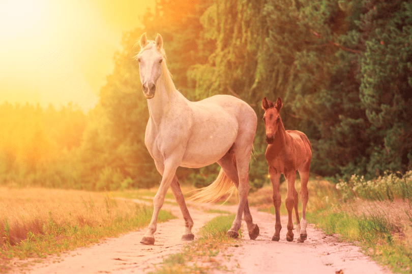 residencia para caballos