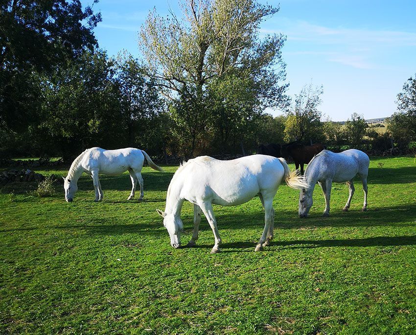 Pupilaje de caballos y residencia equina cerca de Madrid en Finca Nogales