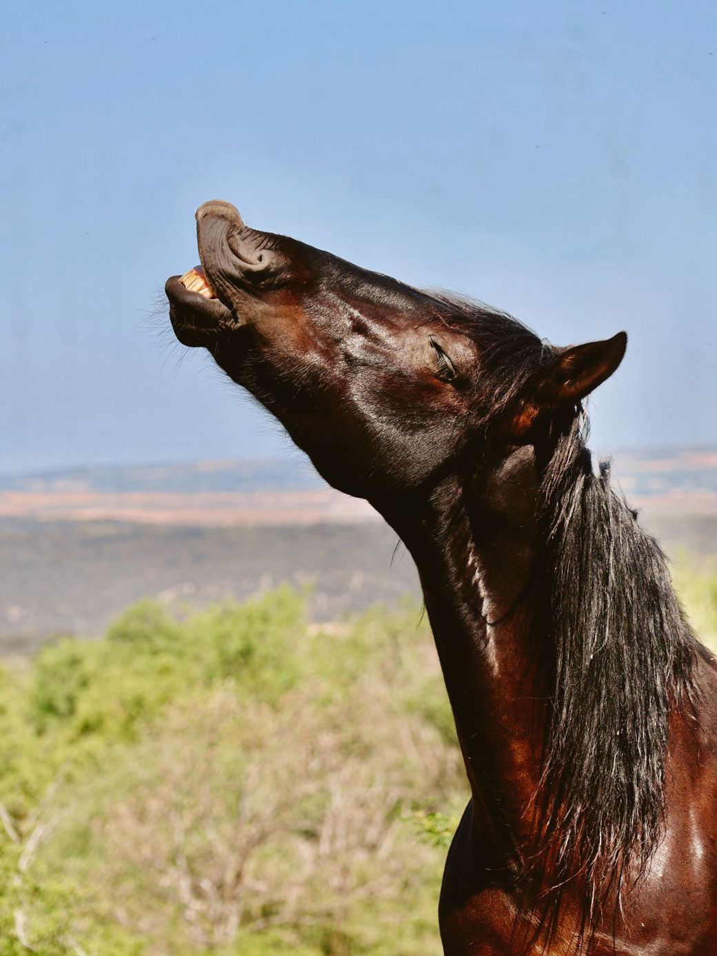 Caballo oliendo