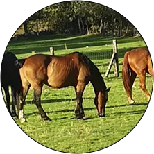 caballos en semilibertad